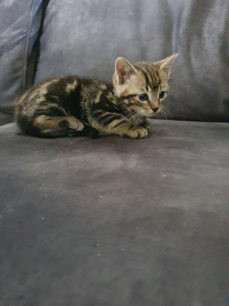 Kitten