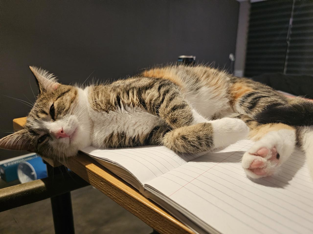 Freddy (poes) - Vermist