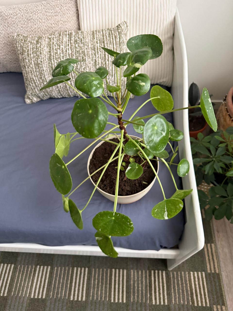 Bonte pannenkoek plant/ pilea varigata
