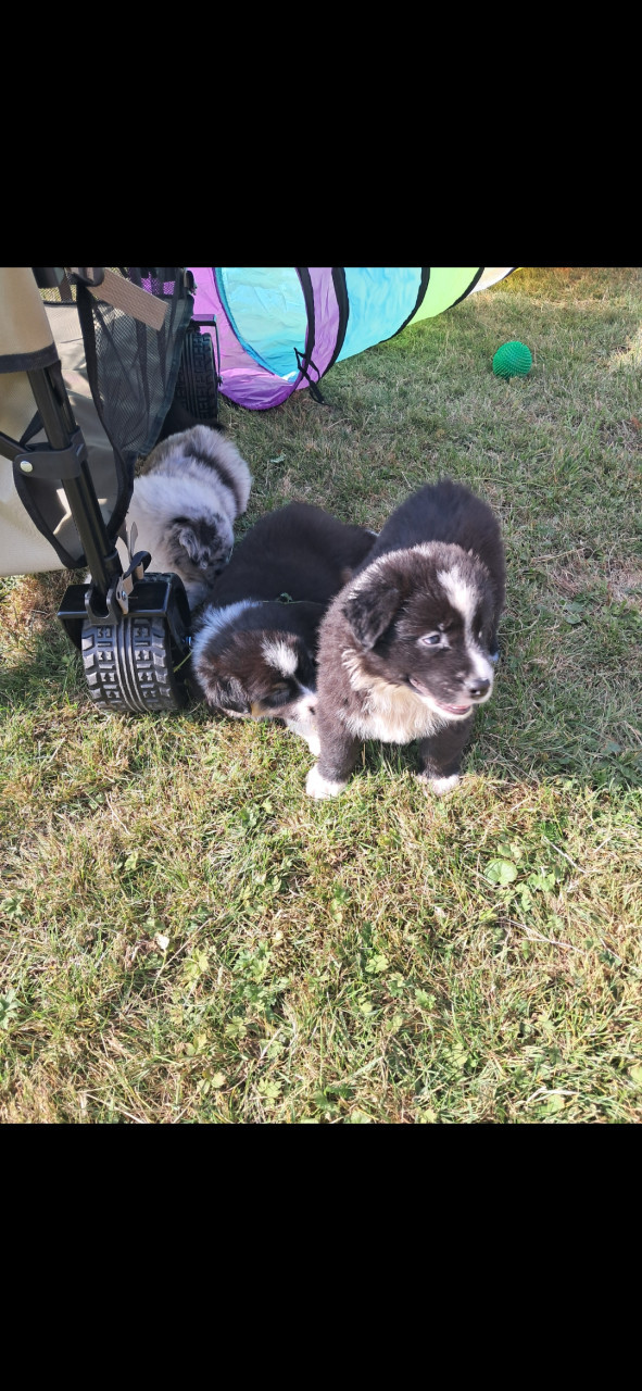 Australian Shepherd