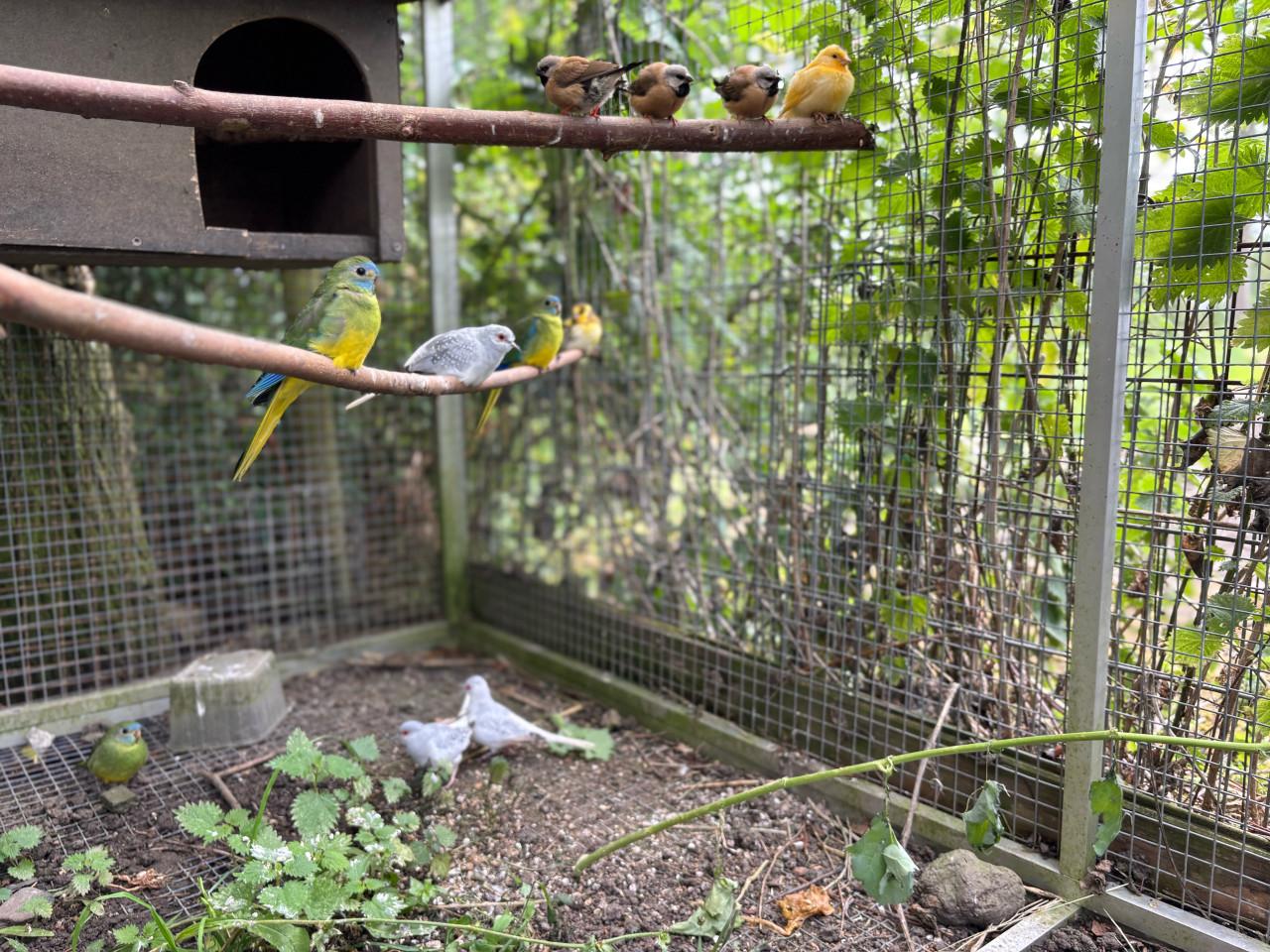 Volière vogels