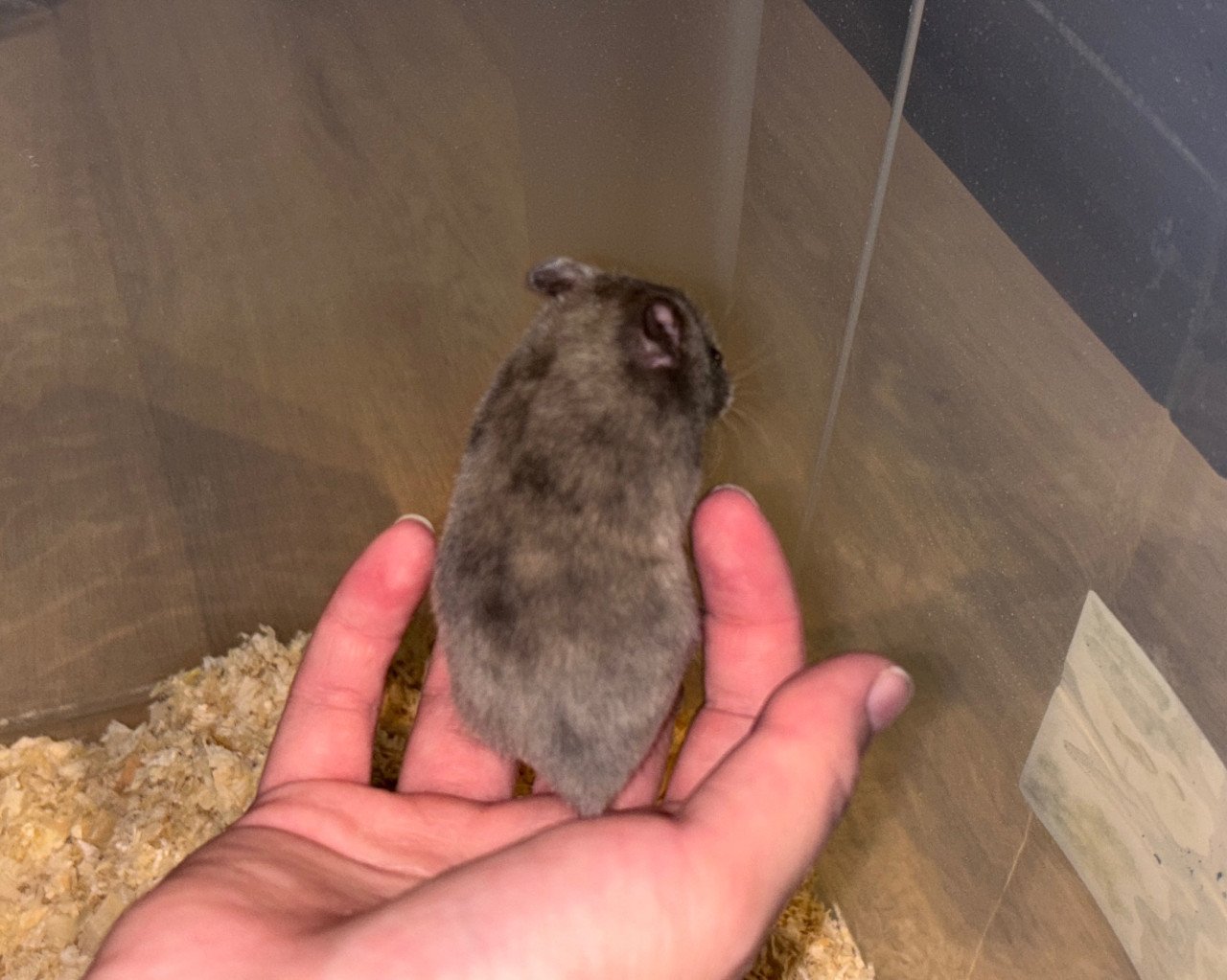 Syrische hamster/ goudhamster