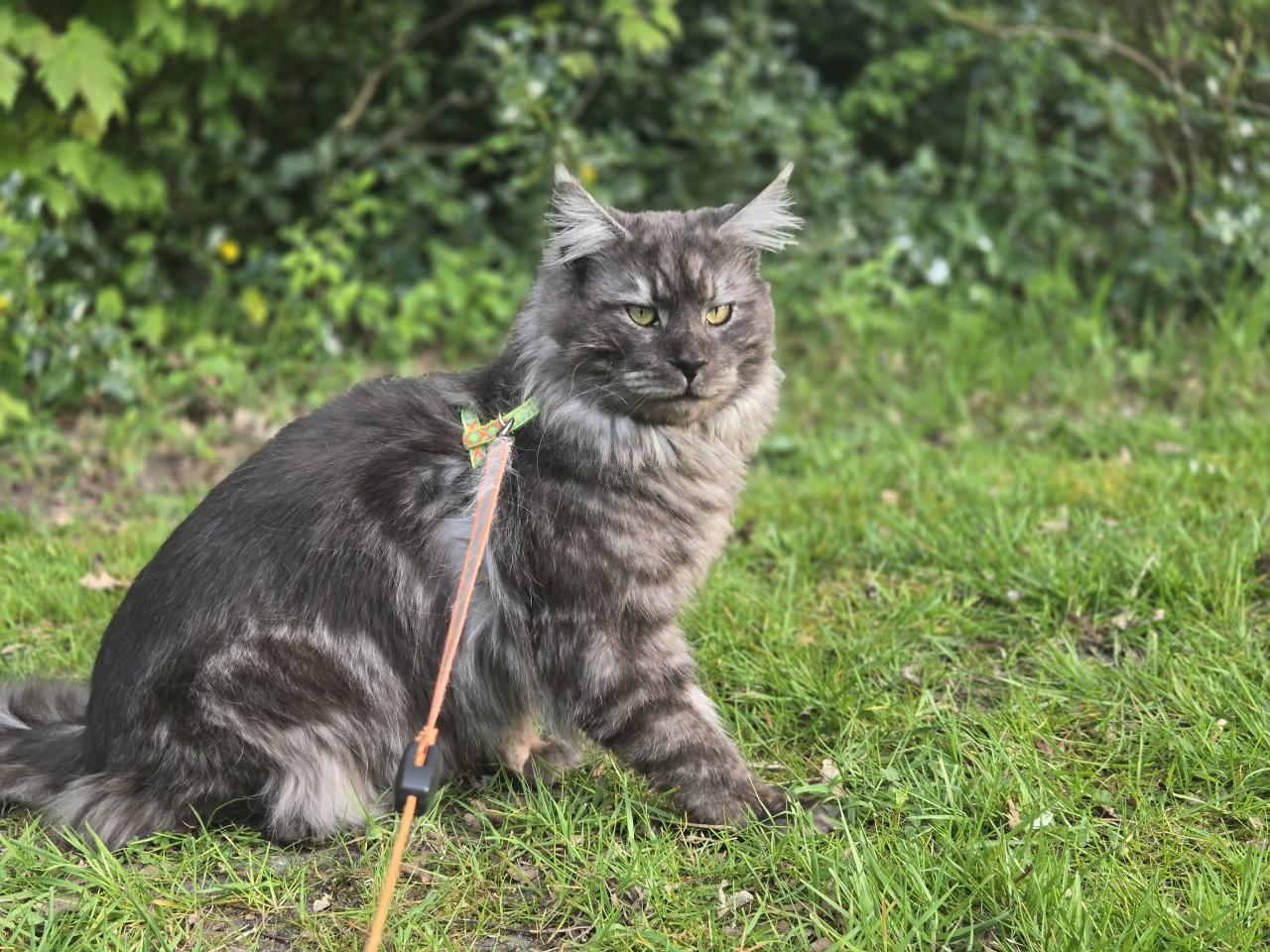 Prachtige maine coon dekkater