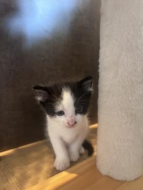 Kittens zoeken fijn huisje