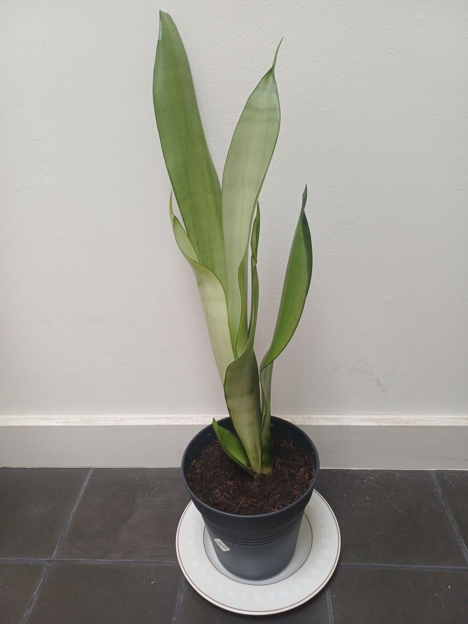 Prachtige volgroeide STEKKEN van de Sansevieria Moonshine