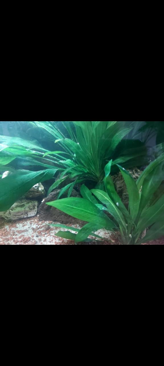 Stekjes aquarium plant
