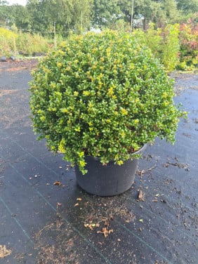 Ilex Crenata Convexa bolvormen