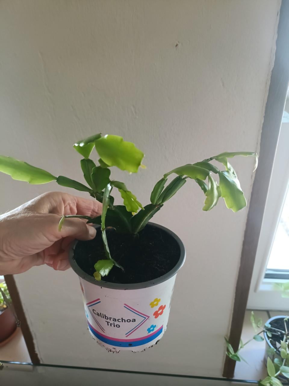 Jonge gezonde lidcactus plantjes