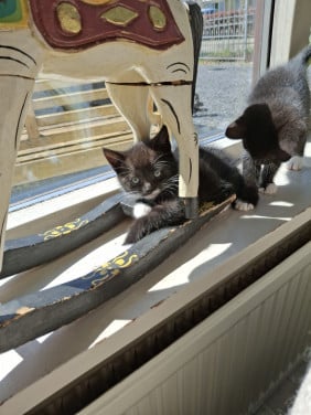 Kitten