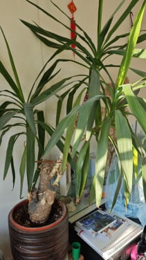 Yucca kamerplant