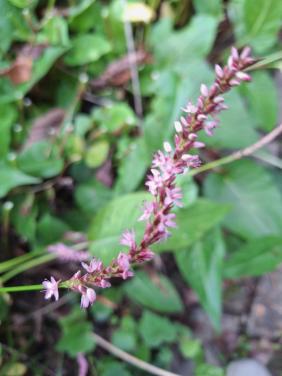 Persicaria roze
