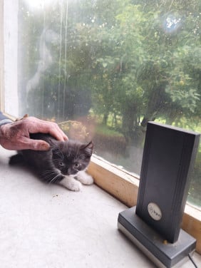 Boerderij kittens gratis af te halen