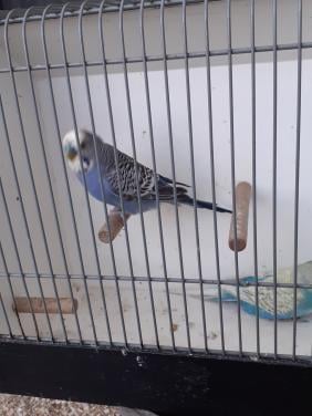 Kweekkoppel  grasparkieten  2025