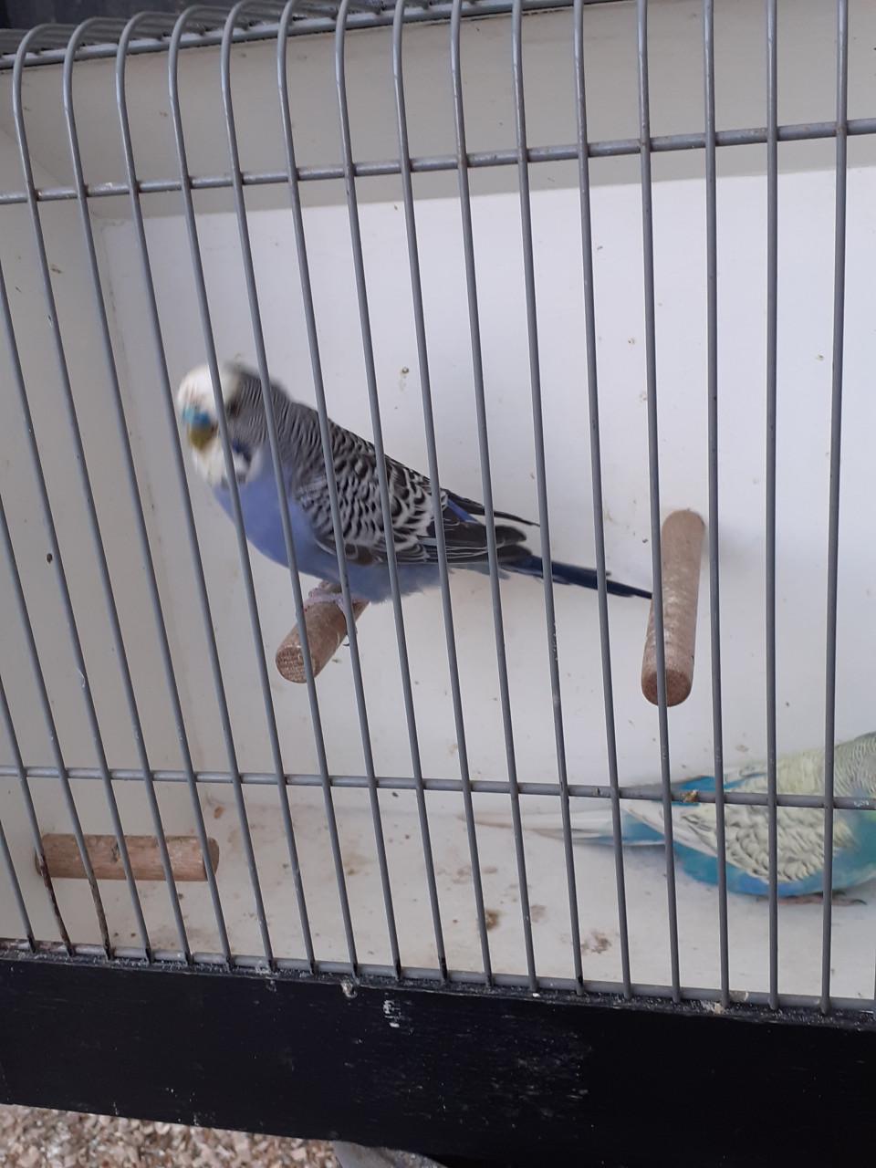 Kweekkoppel  grasparkieten  2025