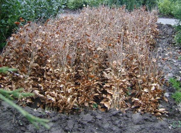 Beukenhaag (fagus sylvatica)