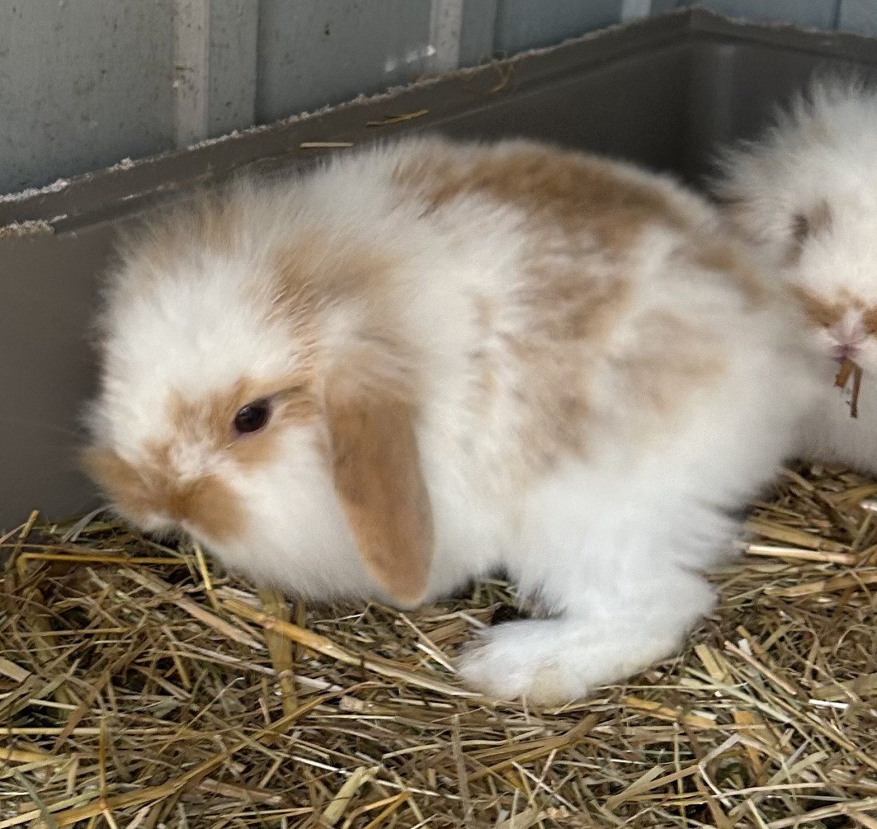 Leuke dwerg hangoor konijntjes