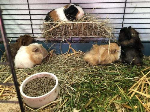 Speciale kleurtjes baby cavia’s!!