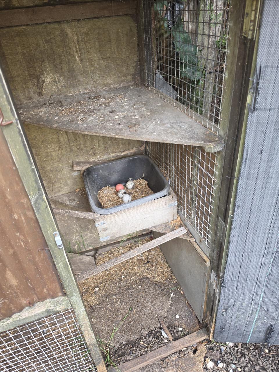 Kippenhok konijnen hok cavia ren binnen buiten