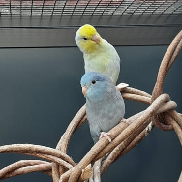 Forpus dwergpapegaai 2 mannen geringd