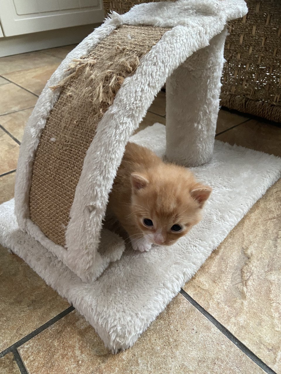 3 snoezige kittens