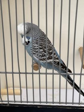 4 x mannelijke Engelse parkieten