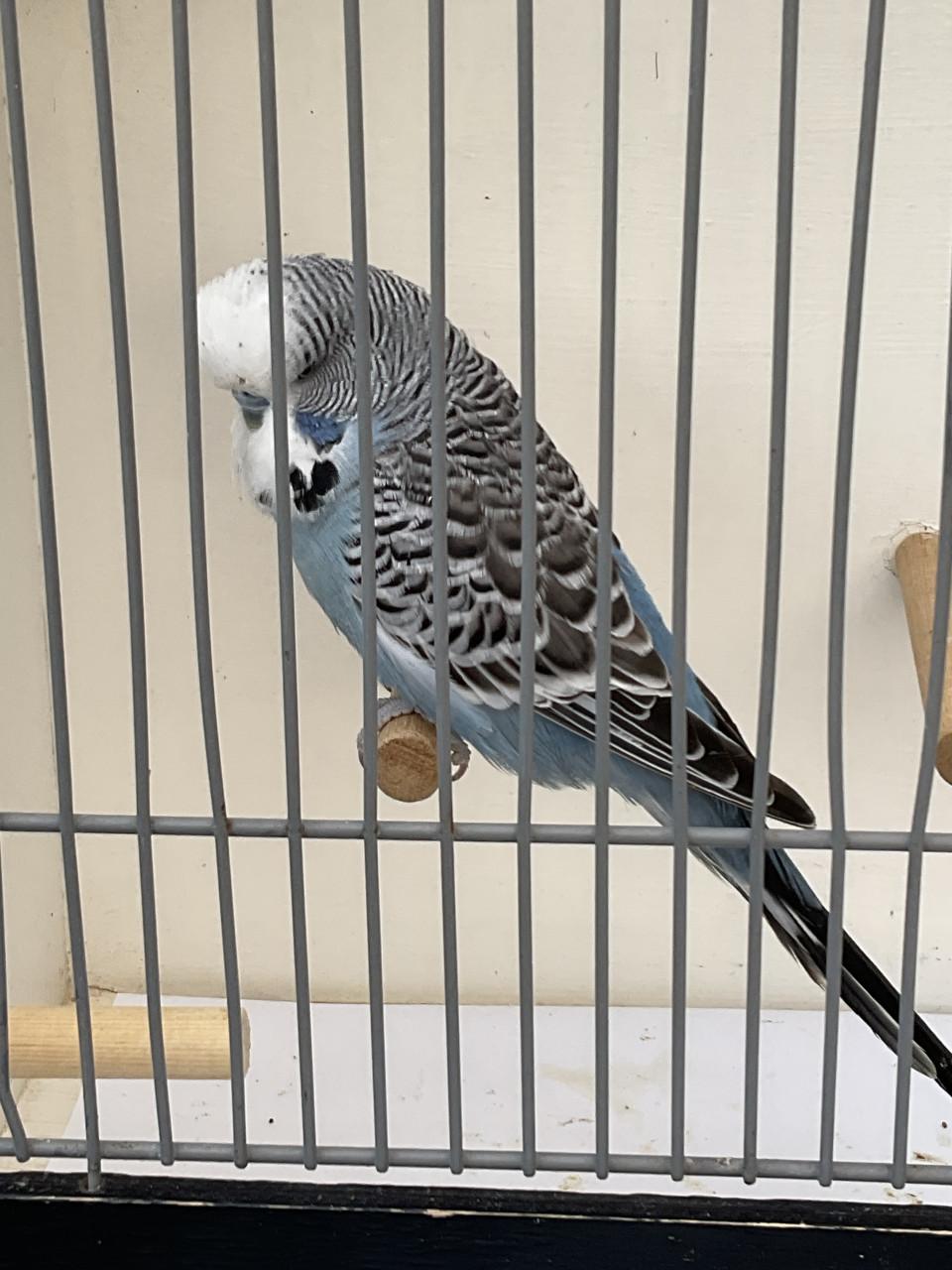 4 x mannelijke Engelse parkieten