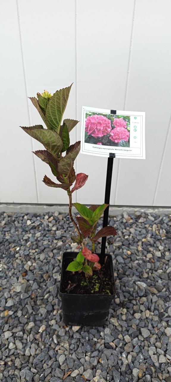 Diverse soorten Hortensia’s in pot, staan nu prachtig in bloei !