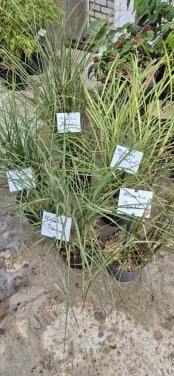 Miscanthus sinensis cv. / Prachtriet