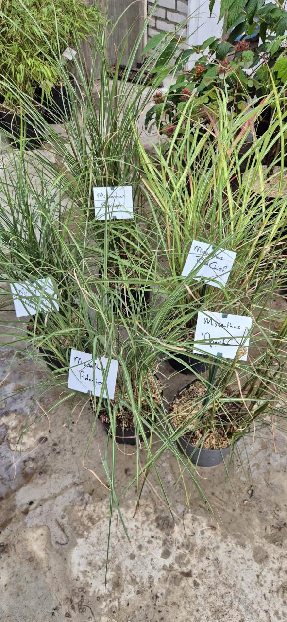 Miscanthus sinensis cv. / Prachtriet