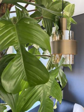 Prachtige, grote nieuwe kamerplant