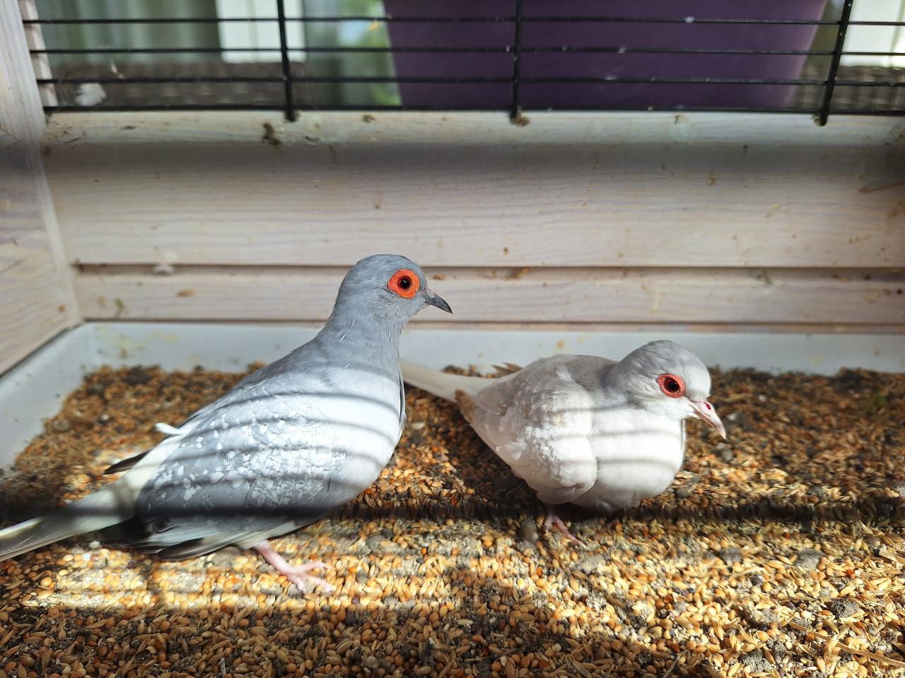 Koppeltje diamantduifjes