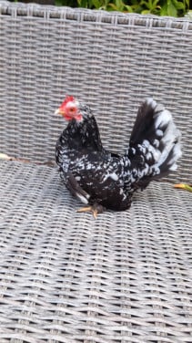 Lieve kriel hennetjes