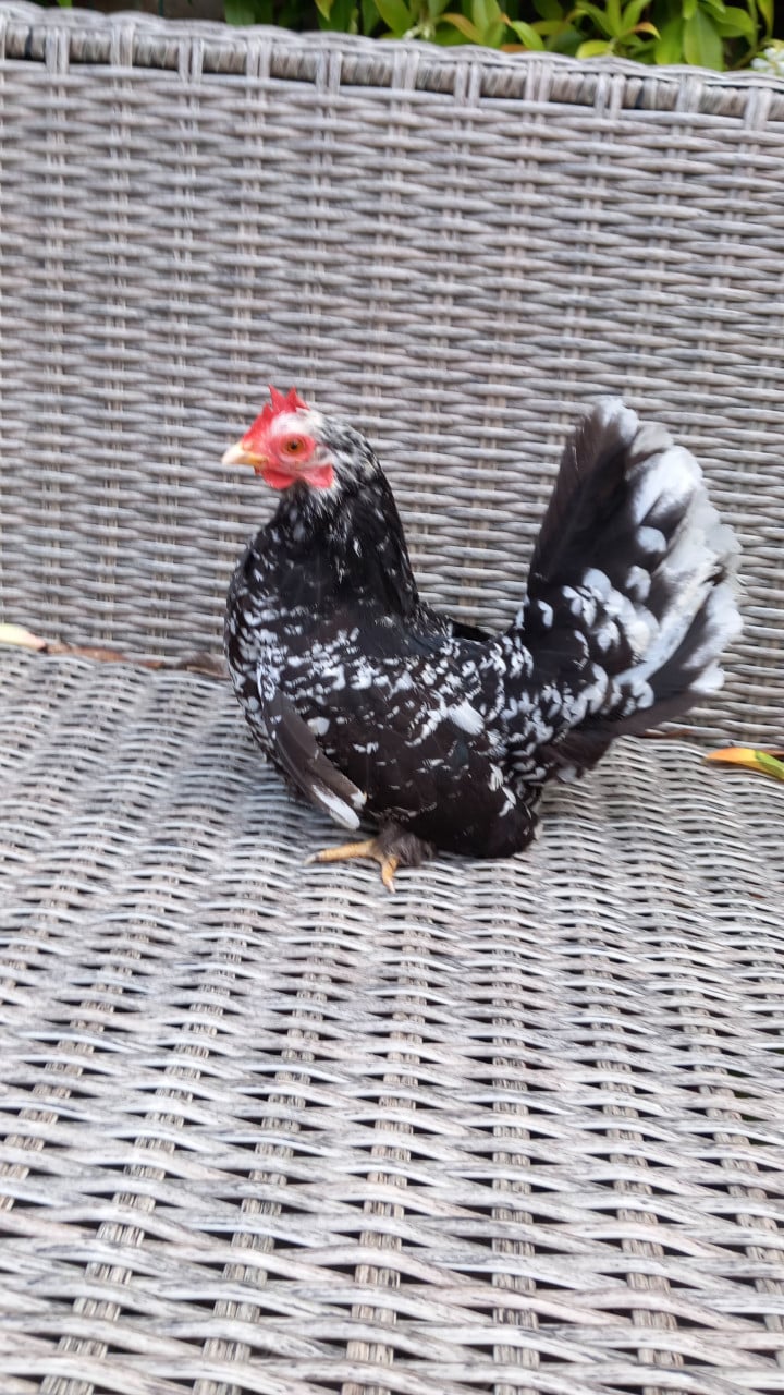 Lieve kriel hennetjes