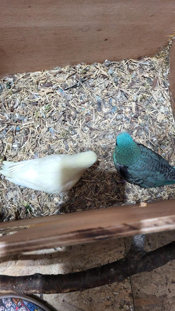 Catarina parkieten met kooi