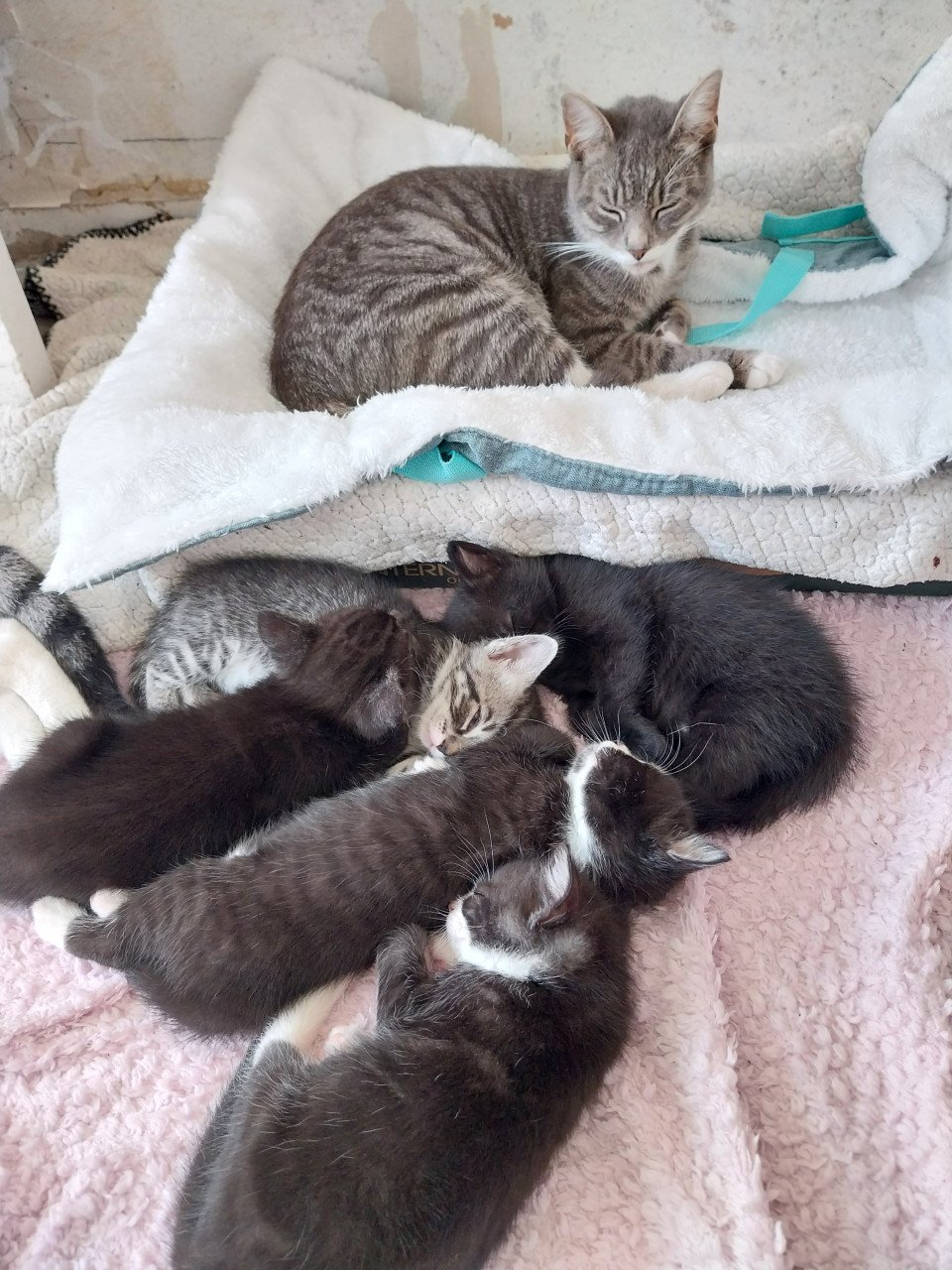 Lieve kittens te koop!