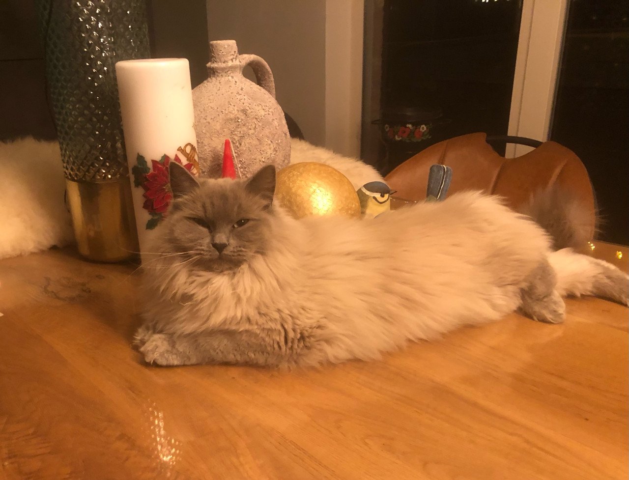 Super lief poesje Ragdoll x Nebelung poesje blauw / grijs
