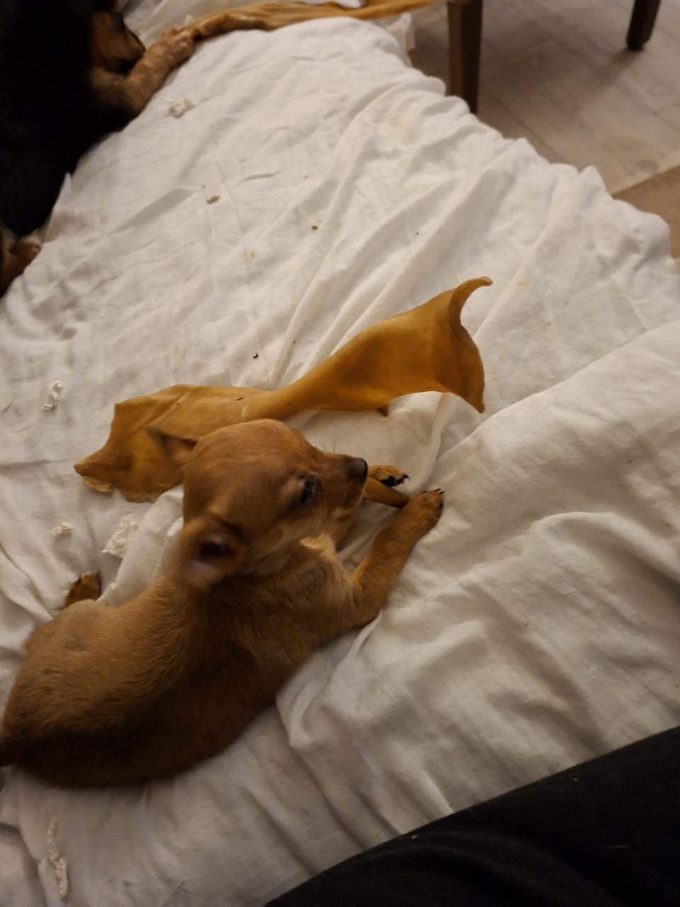 Chiawa reutje geboren 18 september