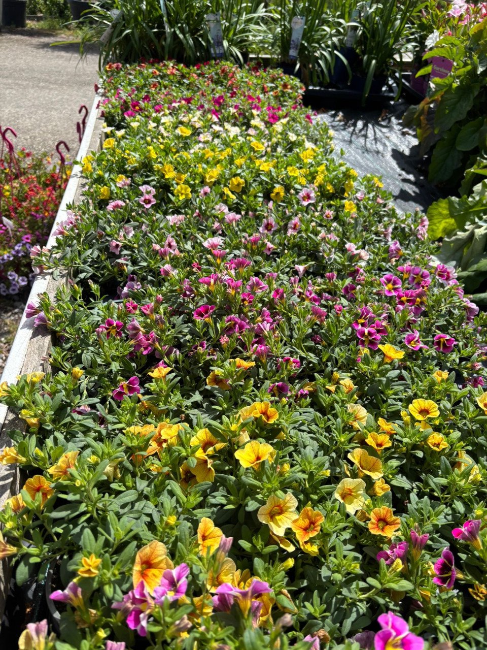 HEMELVAARTSDAG OPEN - PLANTEN EN MEER