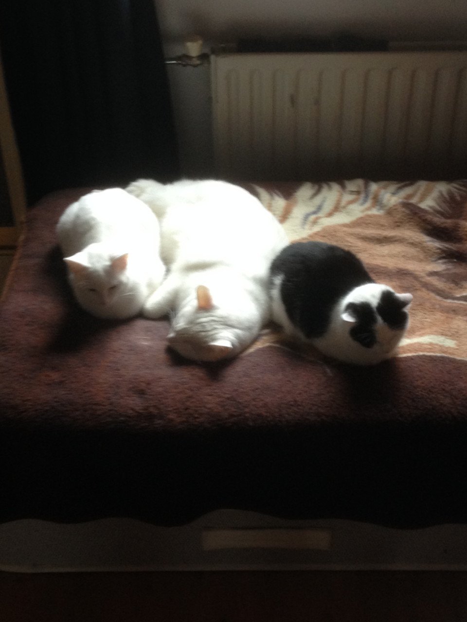Katten