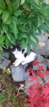 Super lief, speels en aanhankelijke kitten😻