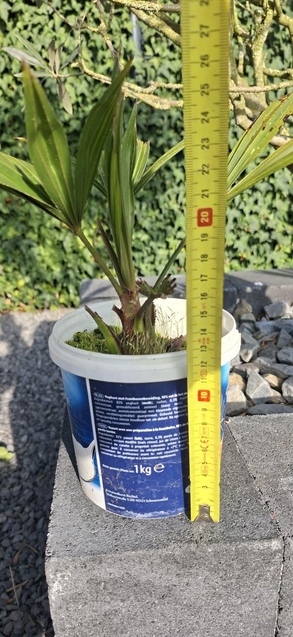 Palboom fortunei zaad hele tros €10