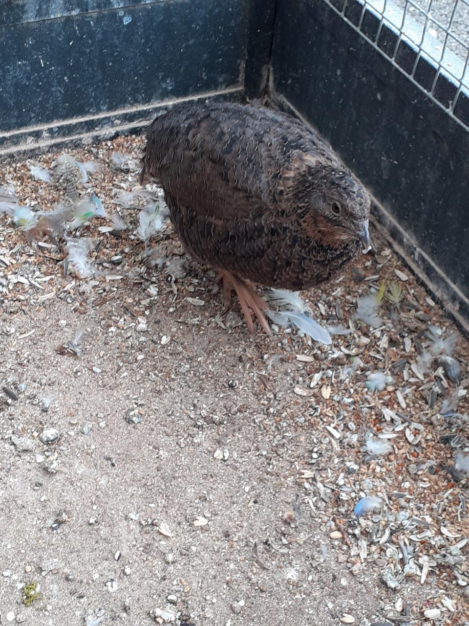 Japanse kwartelhen 2025