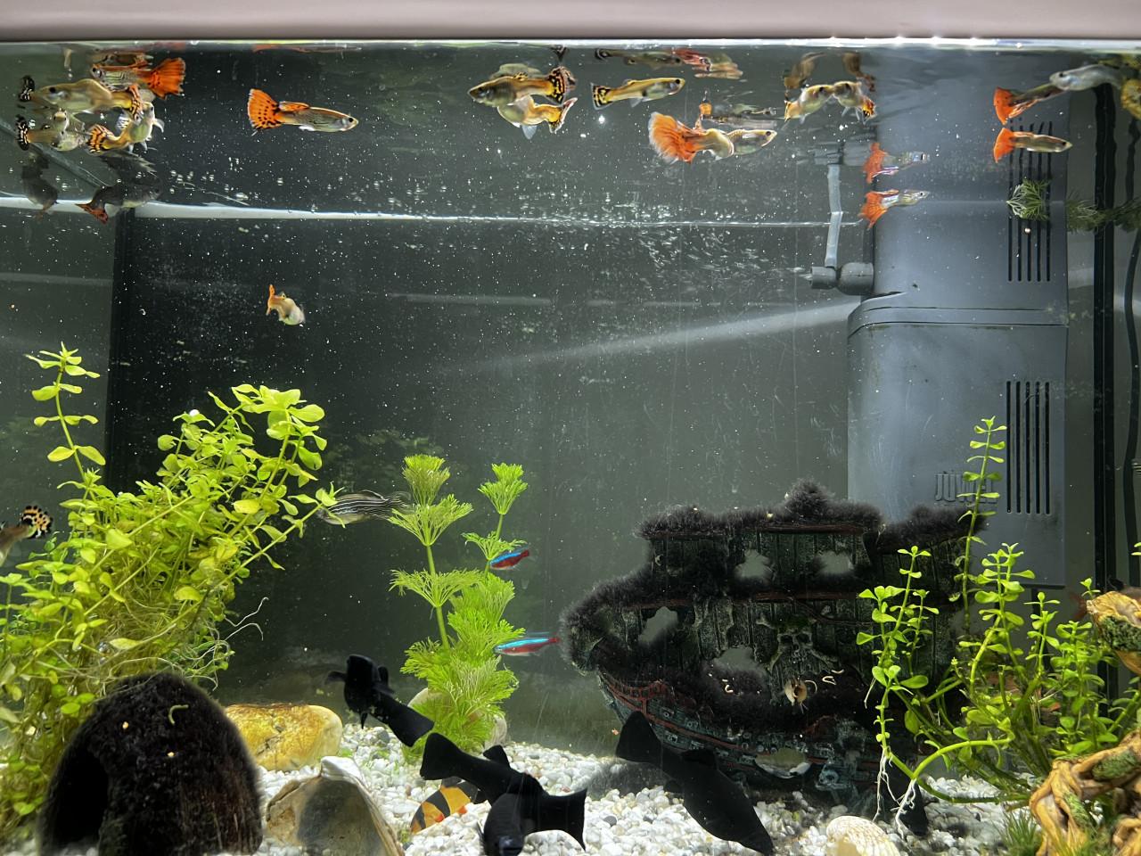 Guppy’s & Black Molly’s