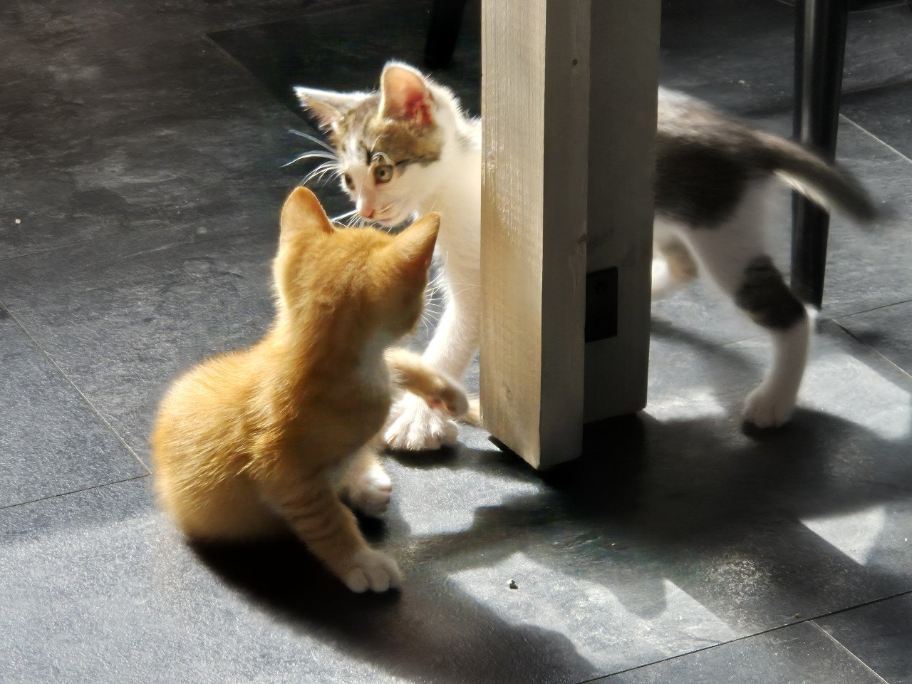 Twee rode kittens (poesjes)