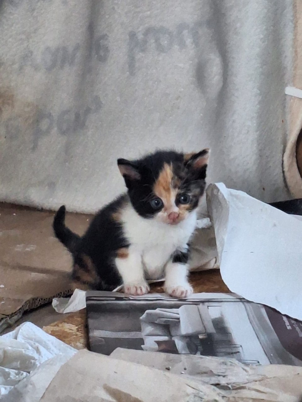 Kittens