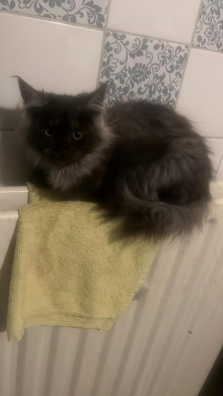 Prachtige Maincoon Ragdoll kittens zoeken met spoed een nieuw huis