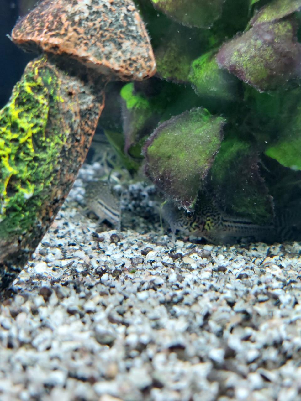 Aquarium Rio Juwel 180 met vissen bestand