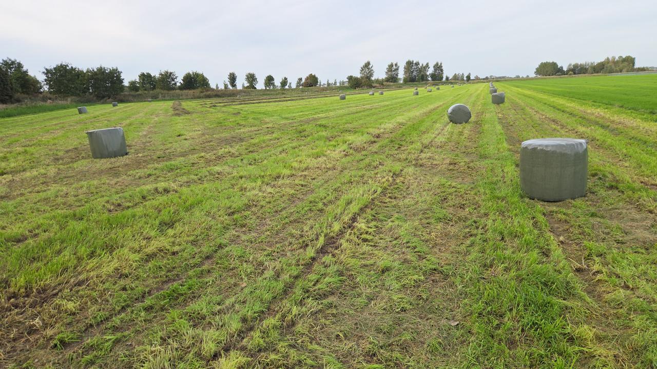 Te Koop Midibalen Voordroog paardenmengsel