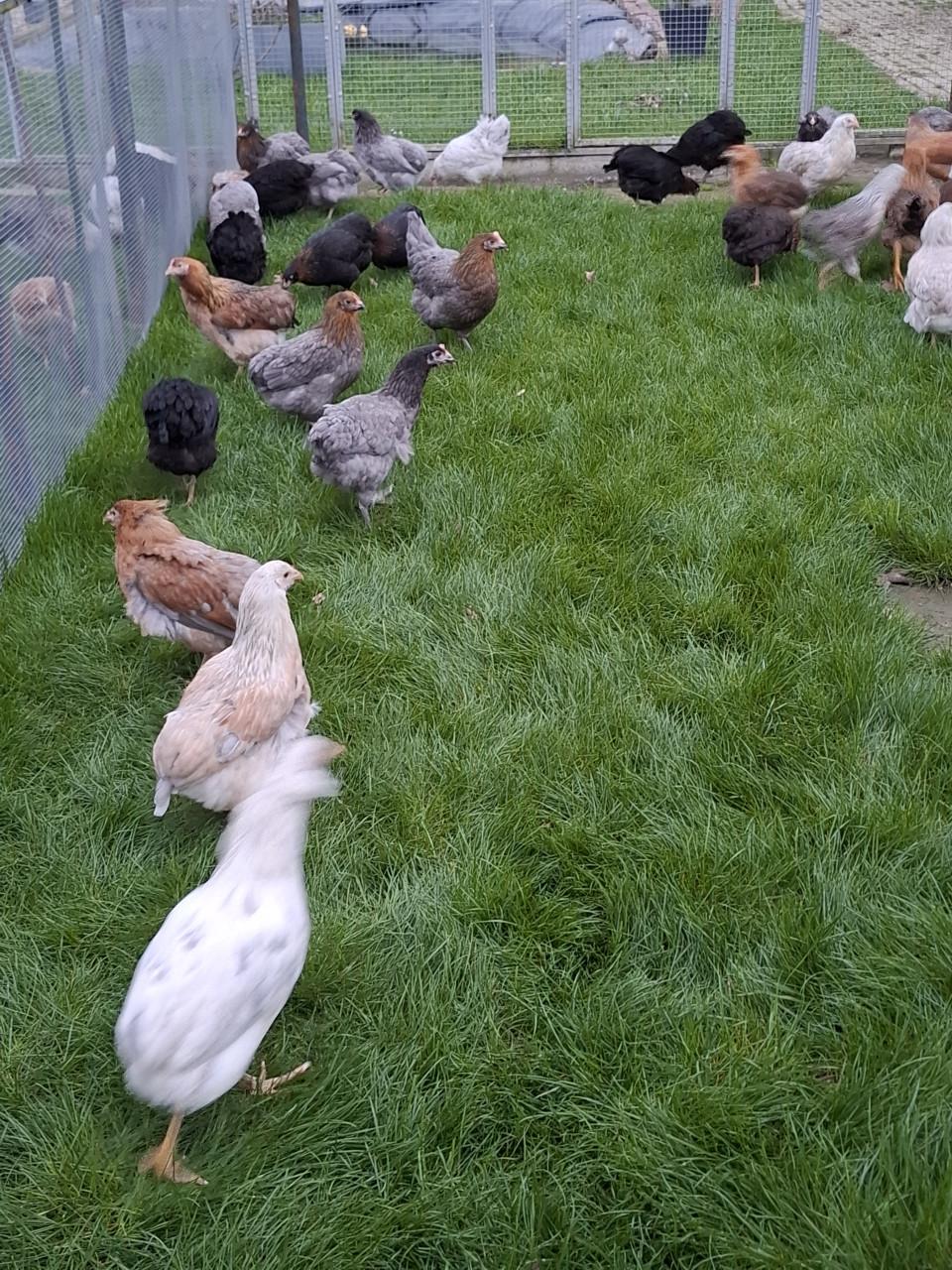 Araucana's in allerlei kleuren