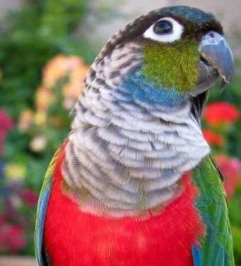 Pyrrhura perlata poppen